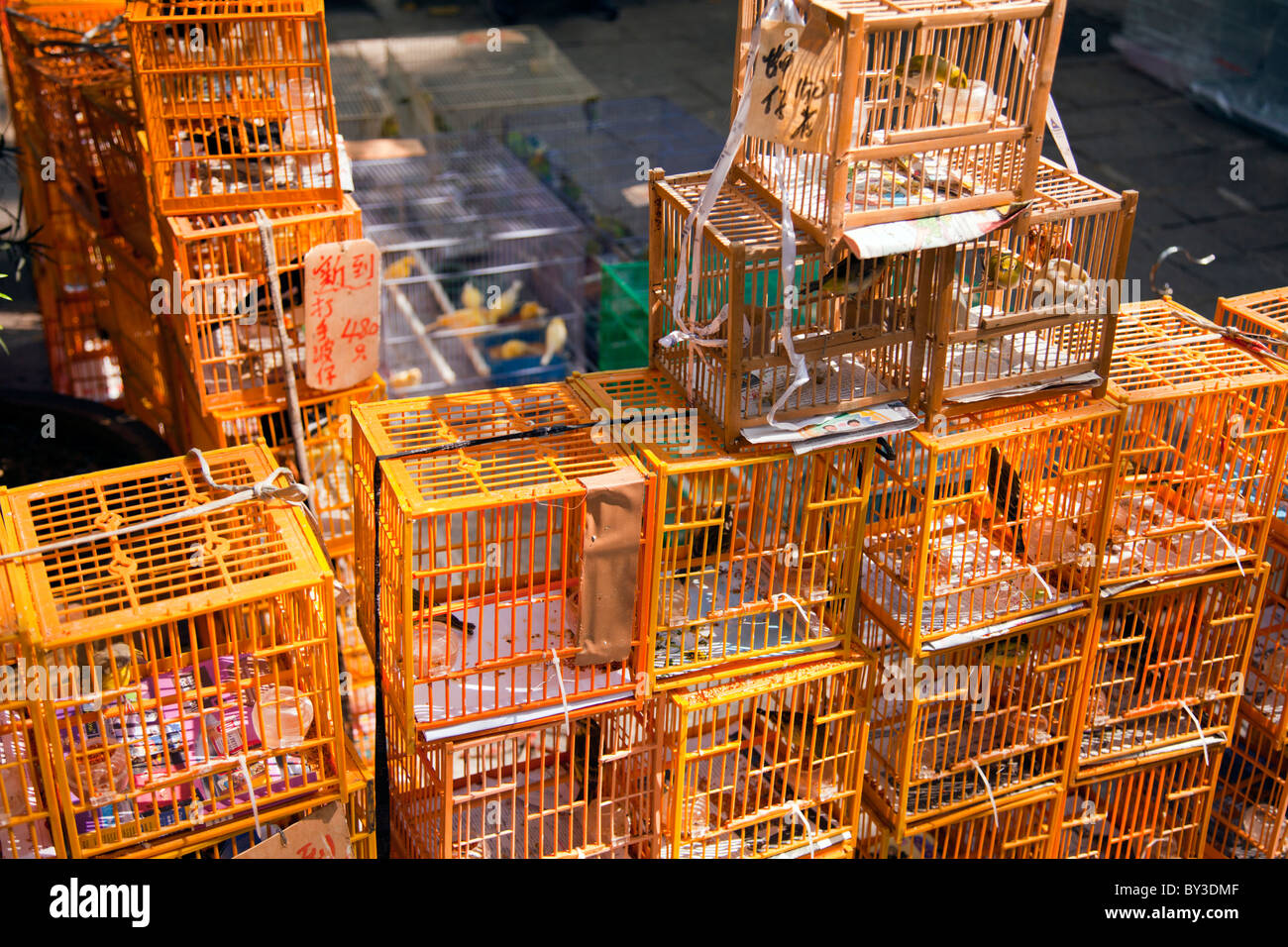 Kowloon, Hong Kong bird garden on Yuen Po Street, see the birds caged