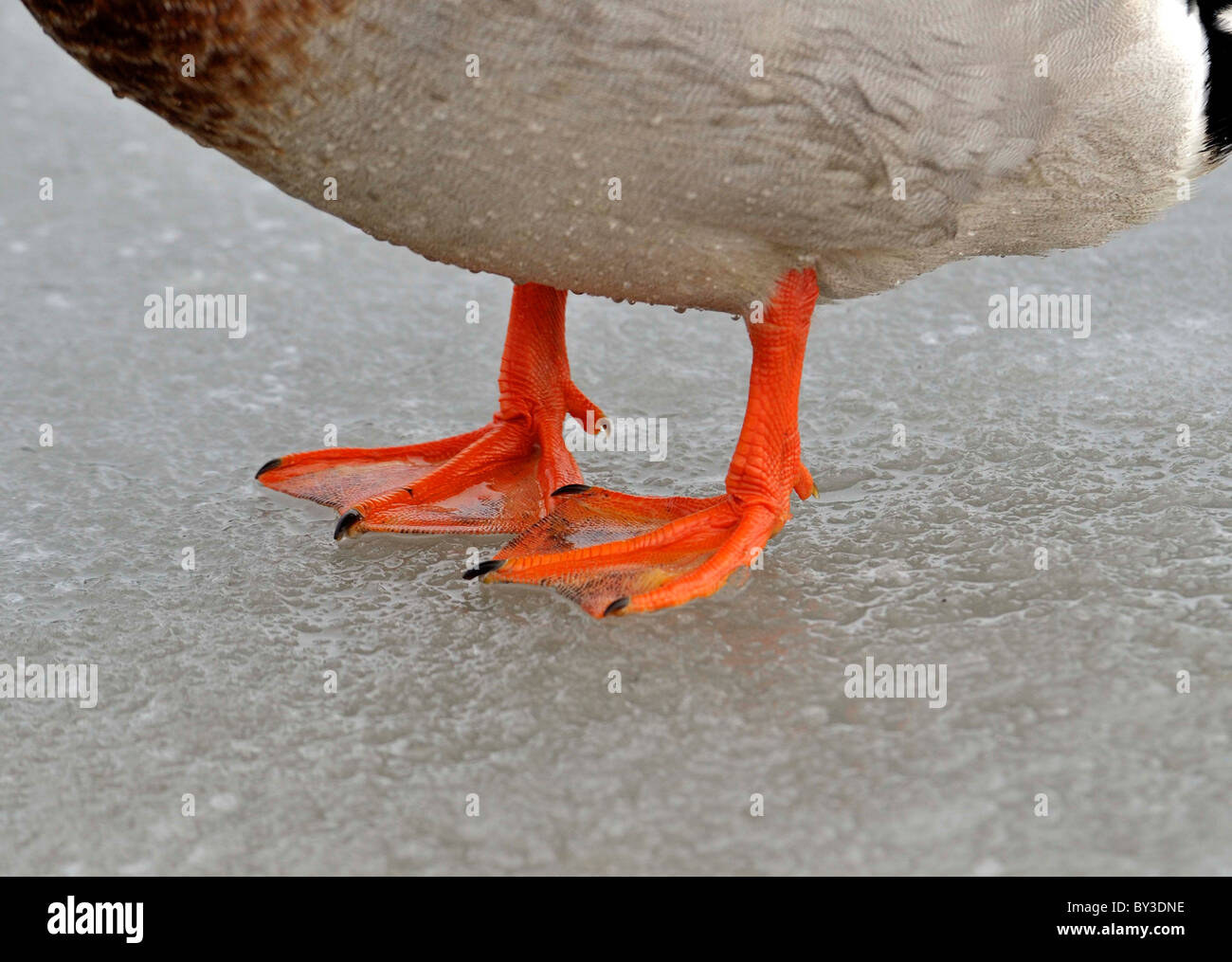 Types of Bird's feet. On ice. DUCK. WEBBED FEET Stock Photo Alamy