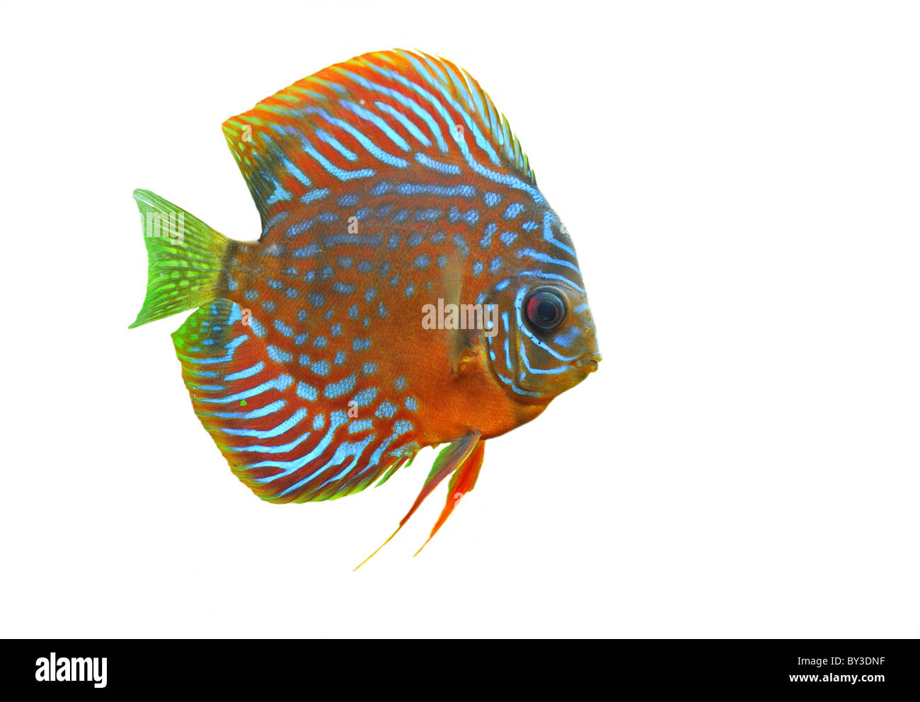 portrait of a blue tropical Symphysodon discus fish in a white background Stock Photo