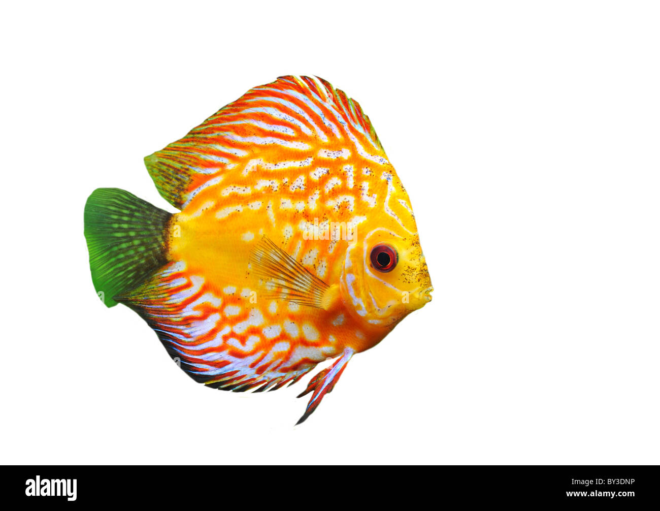 portrait of a red tropical Symphysodon discus fish in a white background Stock Photo