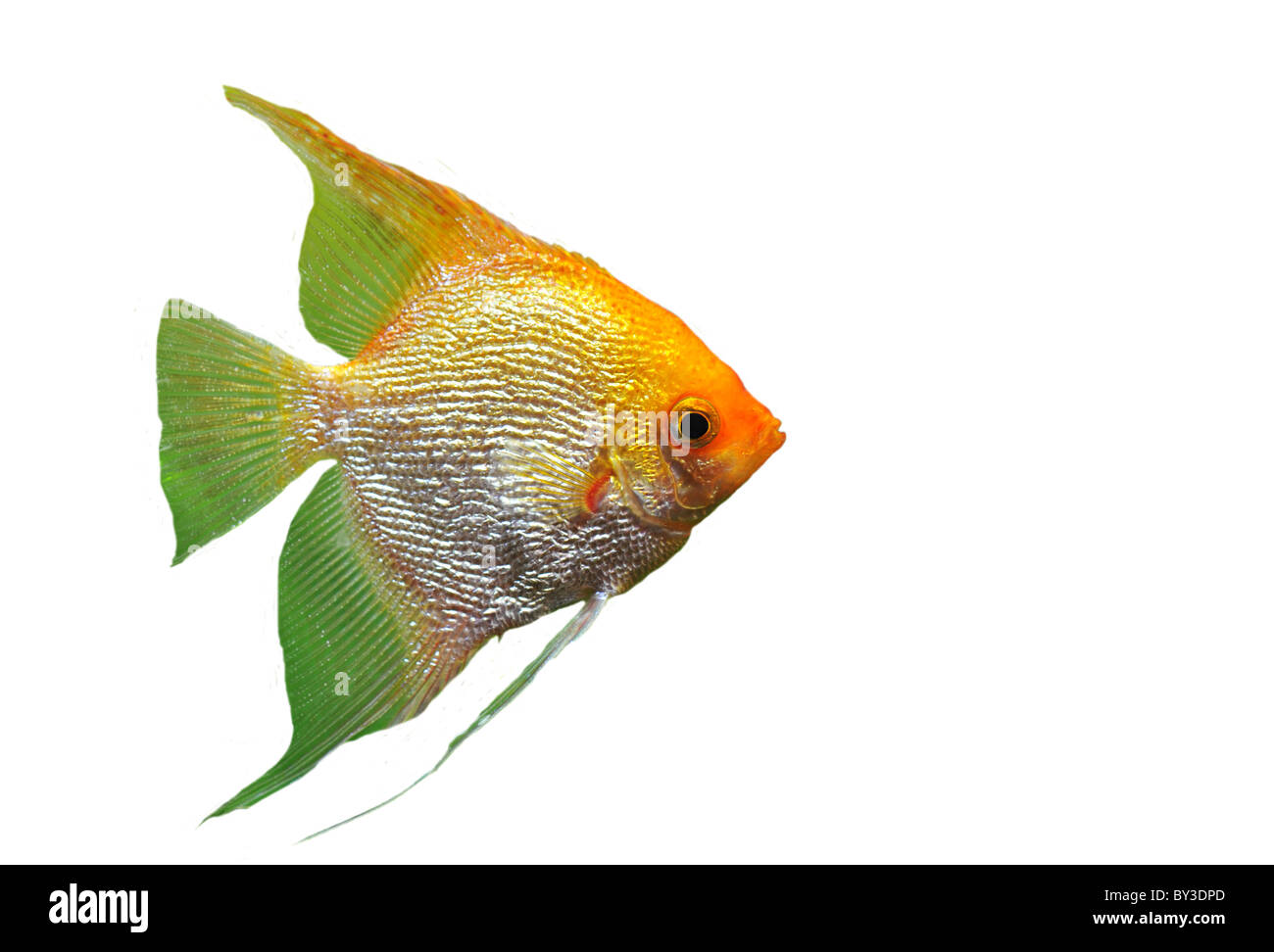 portrait of a pterophyllum scalare on a white background Stock Photo