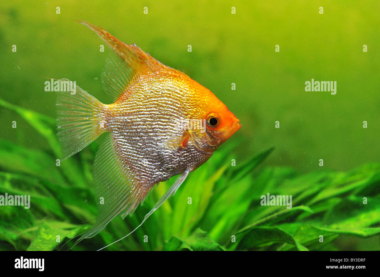 close up of a pterophyllum scalare in a tank Stock Photo