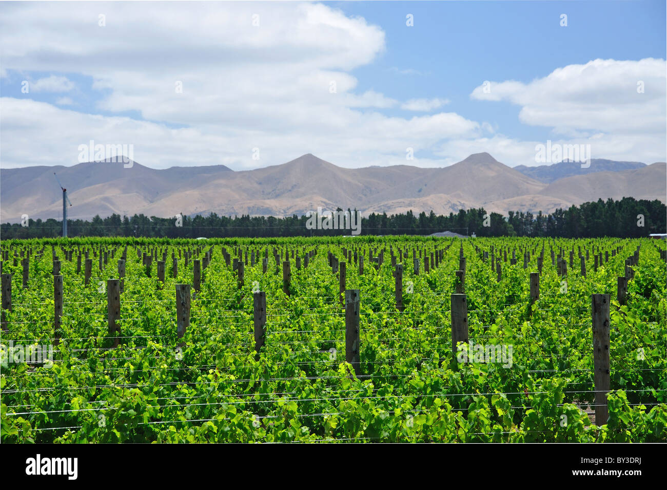 Vineyard by State Highway 1, Waipara, North Canterbury, Canterbury Region, South Island, New Zealand Stock Photo