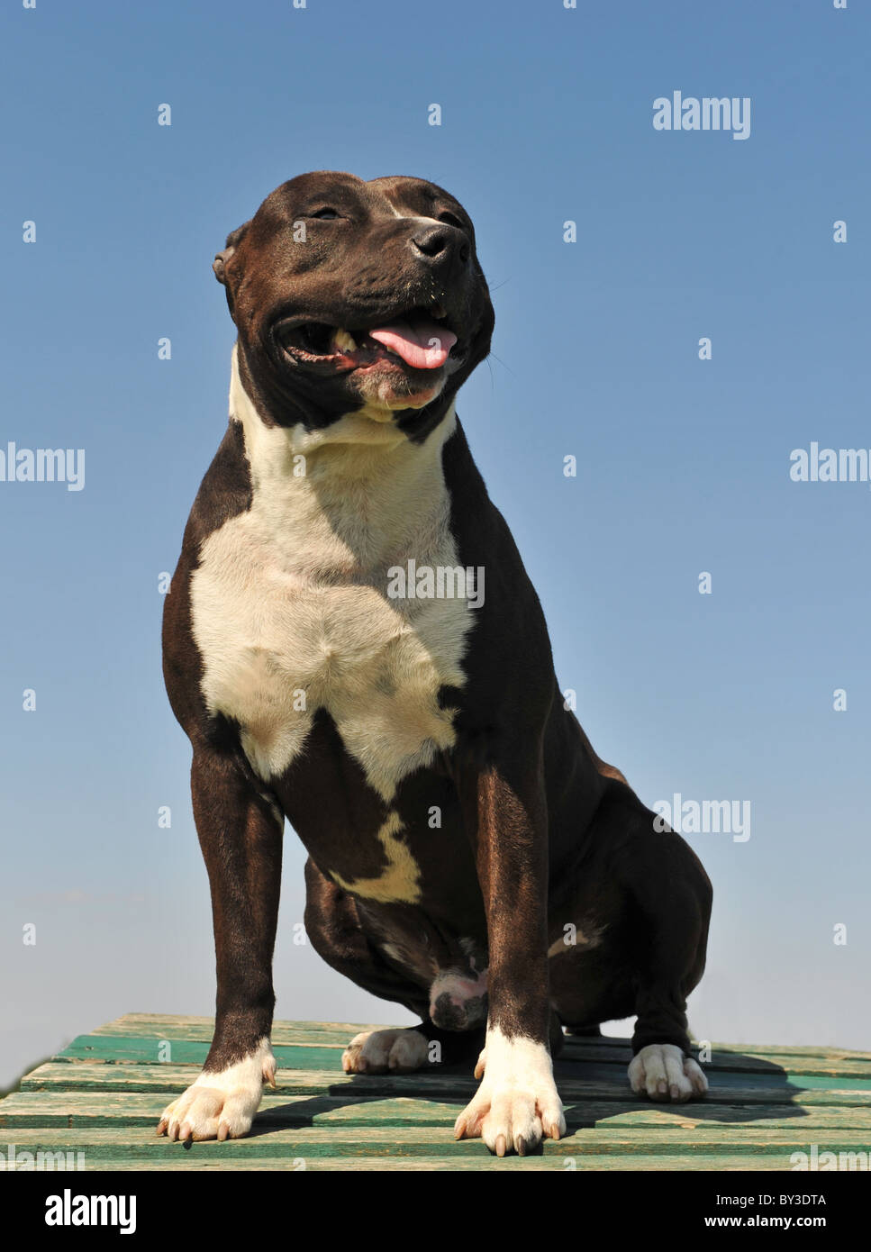 portrait of an american staffordshire terrier in a blue sky Stock Photo