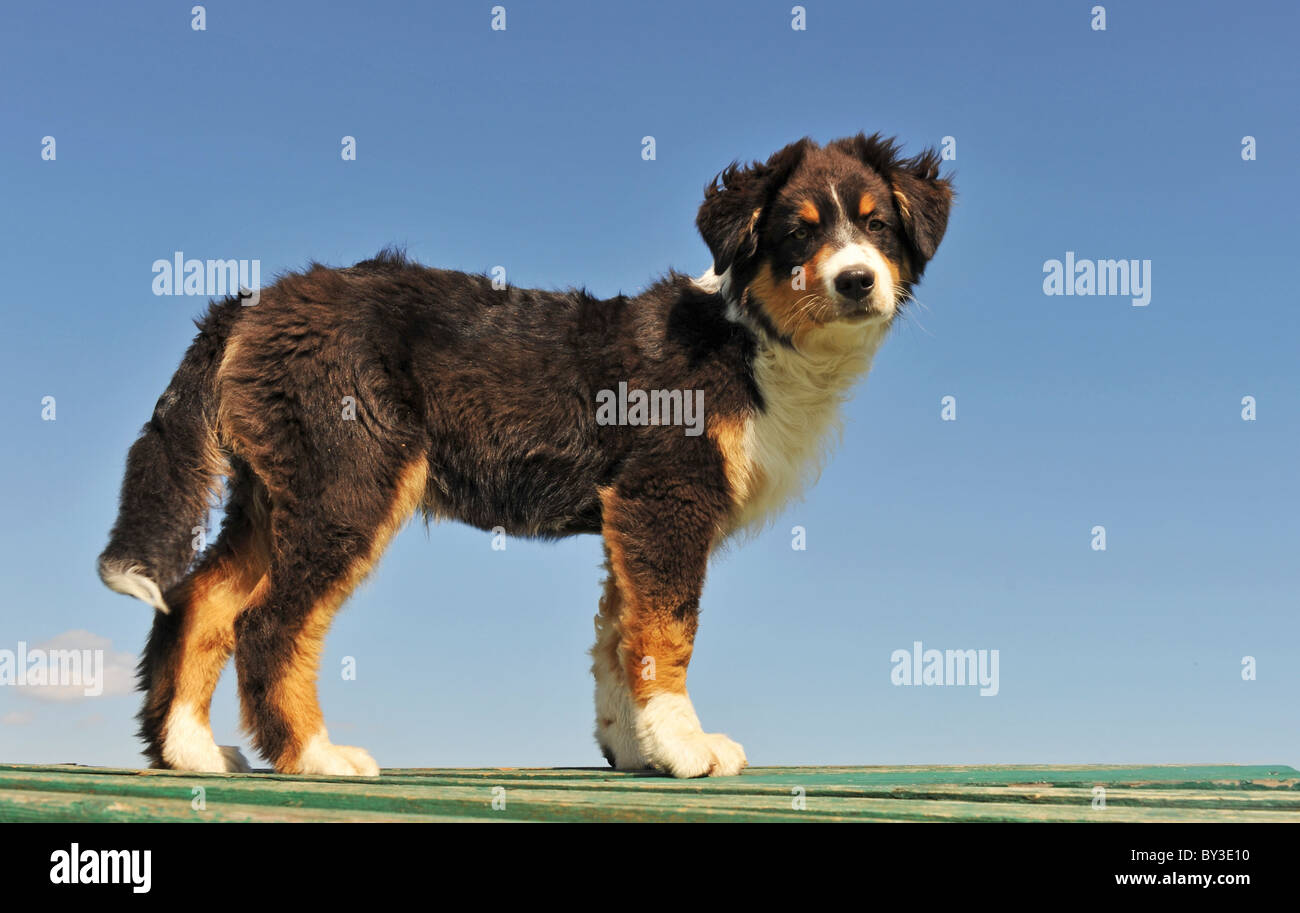 portrait of a cute puppy purebred australian sheepdog Stock Photo