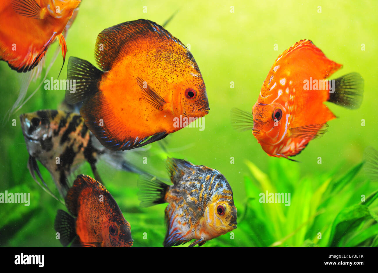 beautiful red symphysodon discus in a aquarium Stock Photo