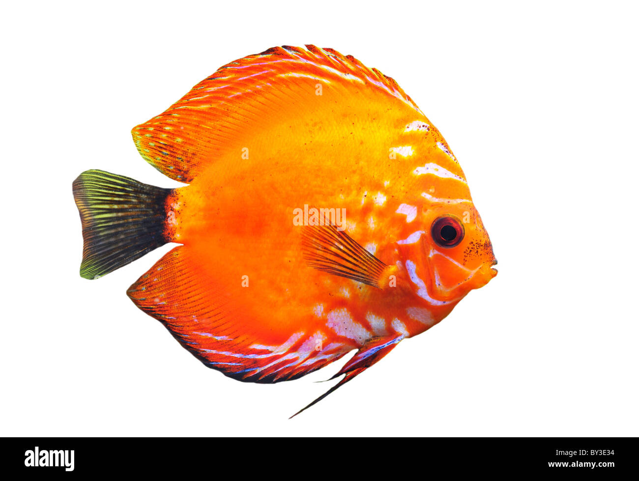 portrait of a red tropical Symphysodon discus fish on a white background Stock Photo