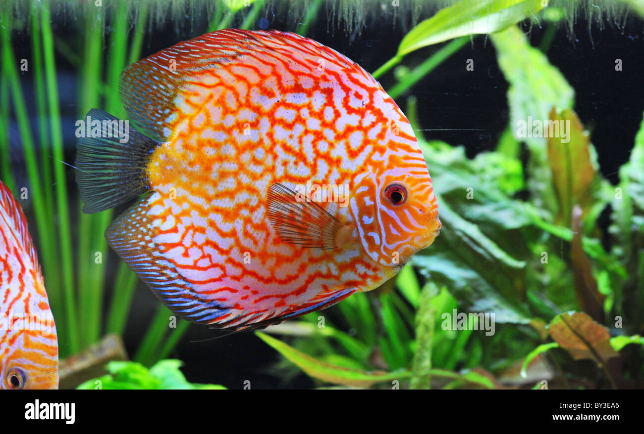 portrait of a red tropical Symphysodon discus fish in an aquarium Stock Photo