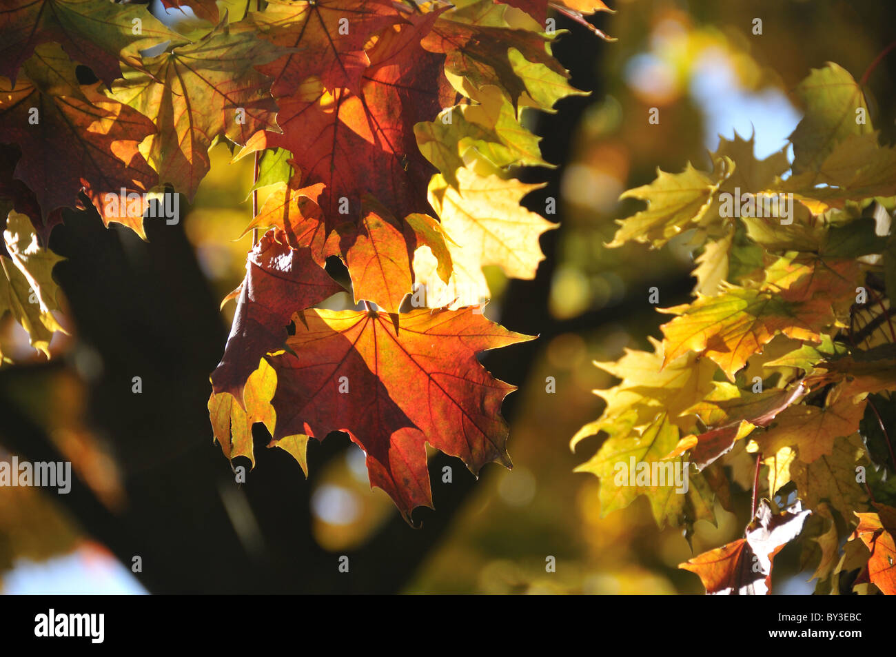 Autumn coloured leaf hi-res stock photography and images - Alamy