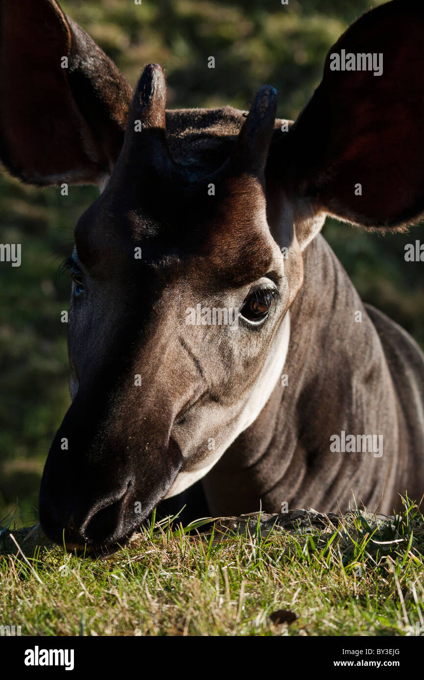 Okapi (Okapia johnstoni Stock Photo - Alamy
