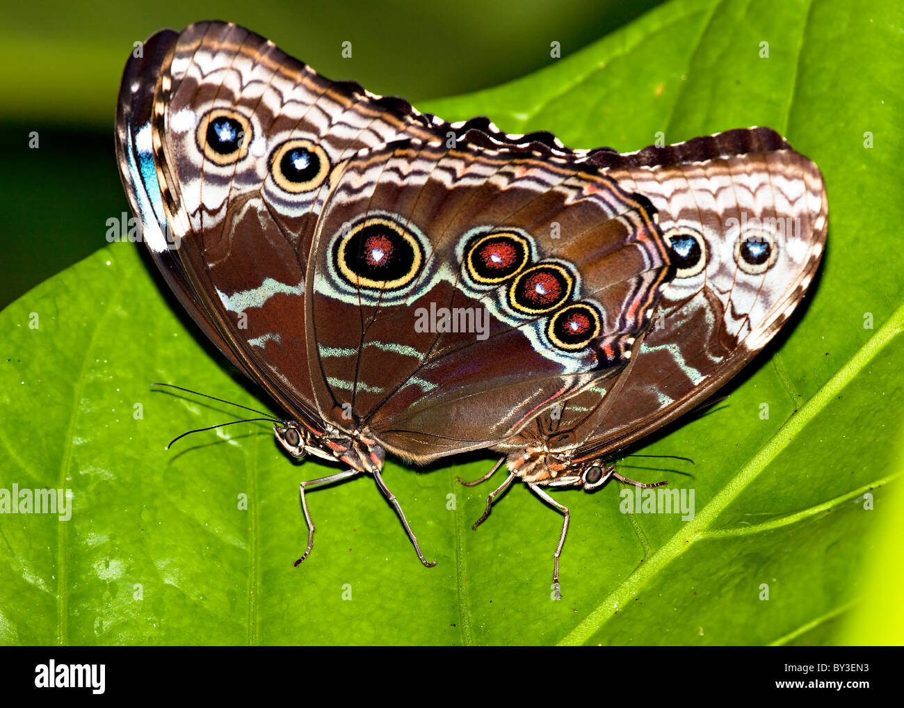 Blue Morpho butterflies mating pair Stock Photo