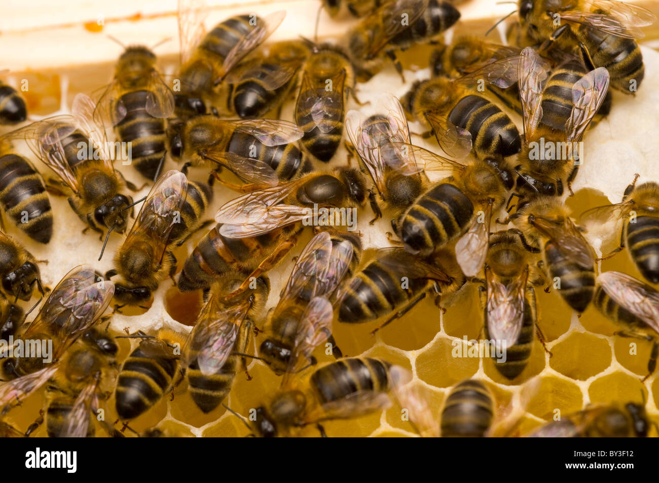 QUEEN BEE Honeybees Apis mellifera Stock Photo