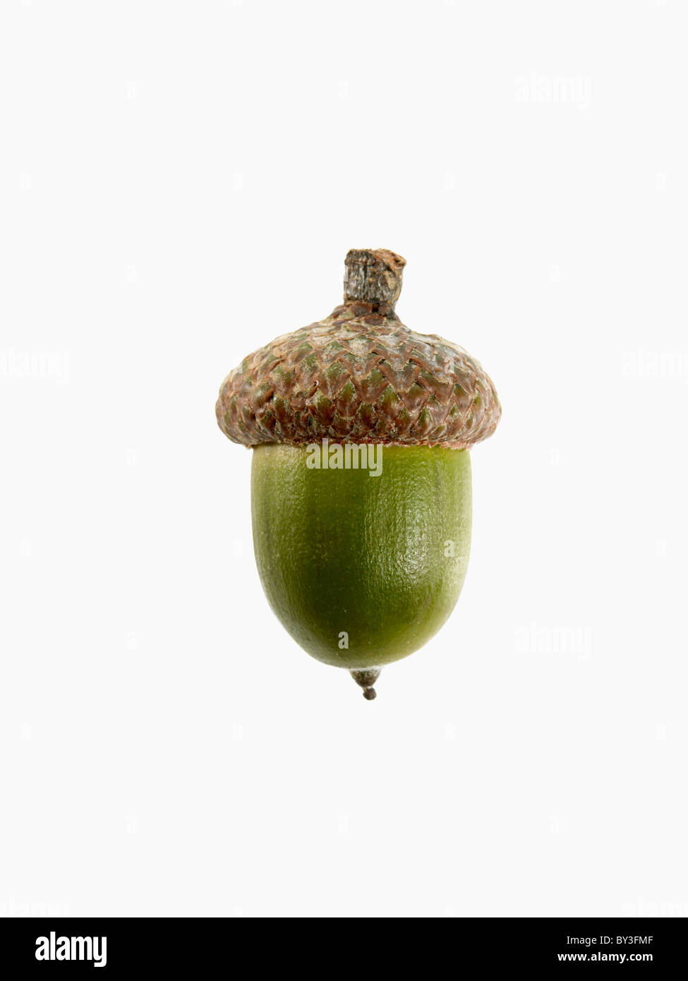 Studio Shot Of Acorn Stock Photo - Alamy