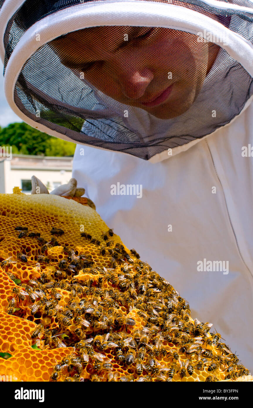 Beekeeper Honeybees Apis mellifera (model released) Stock Photo