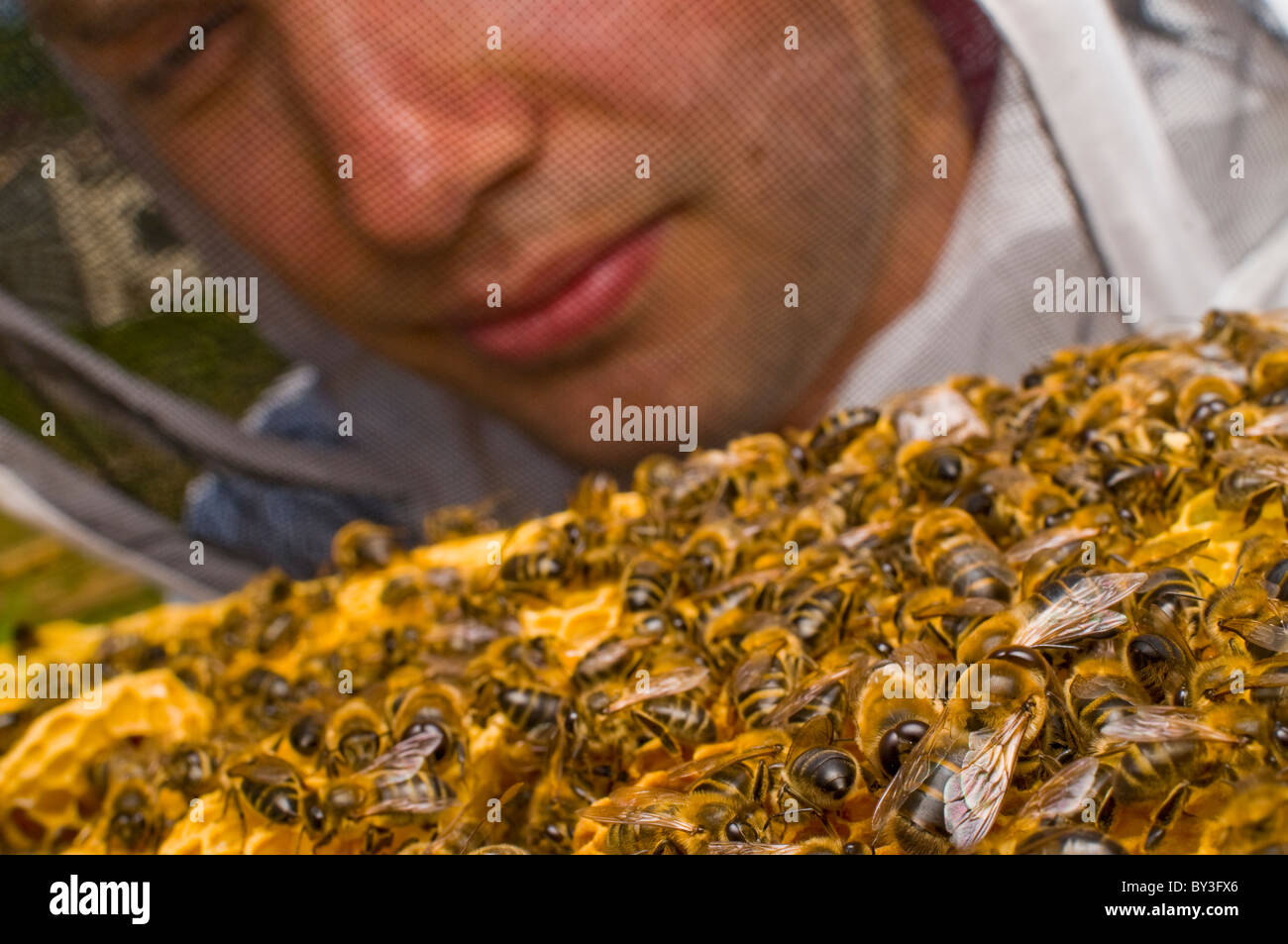 Beekeeper Honeybees Apis mellifera Stock Photo