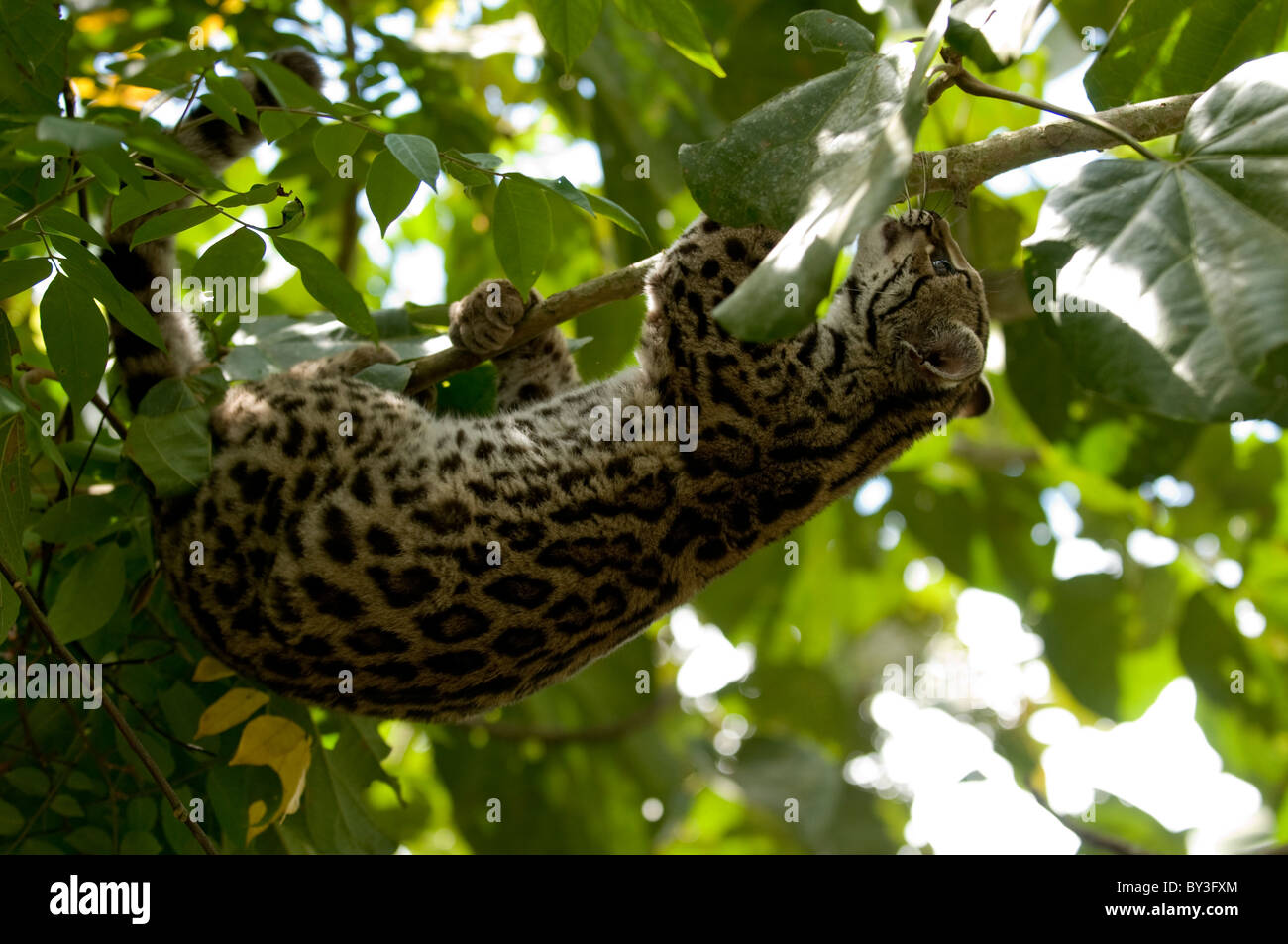 margay-leopardus-wiedii-climbing-tree-BY3FXM.jpg