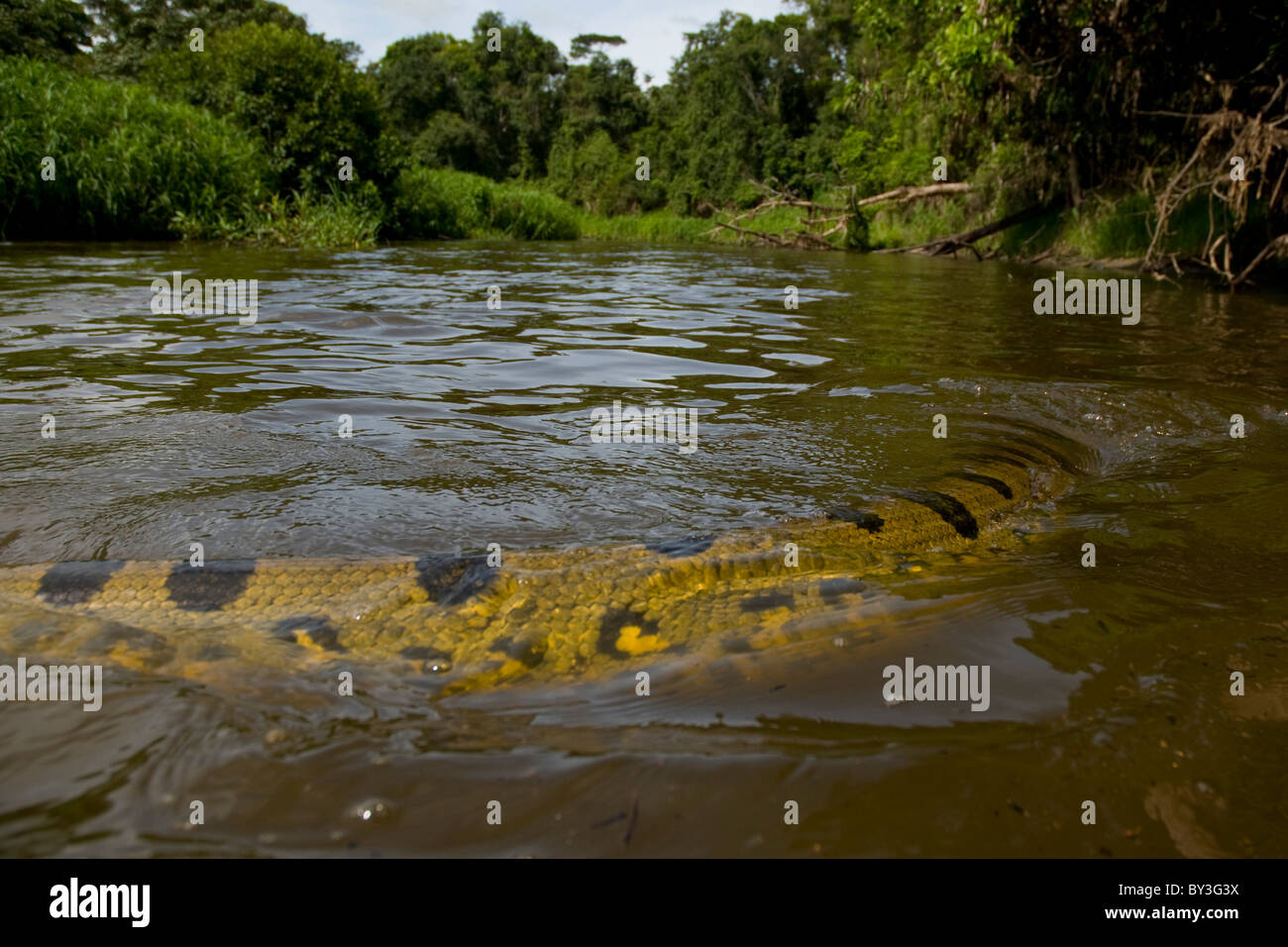 Green or Common Anaconda Eunectes murinus Pacaya Samiria National Park, Amazon rainforest, Peru WILD Stock Photo