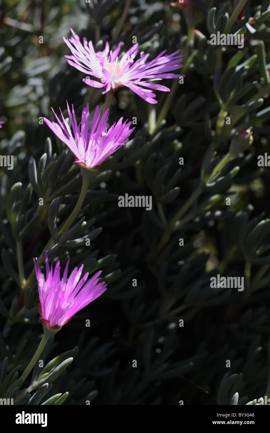 Light Purple Flowers under Bright Sunlight Stock Photo - Alamy