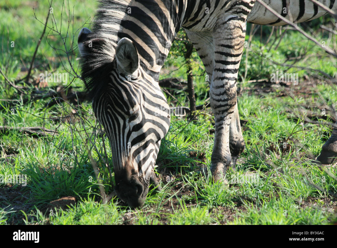 zebra head kruger Stock Photo Alamy