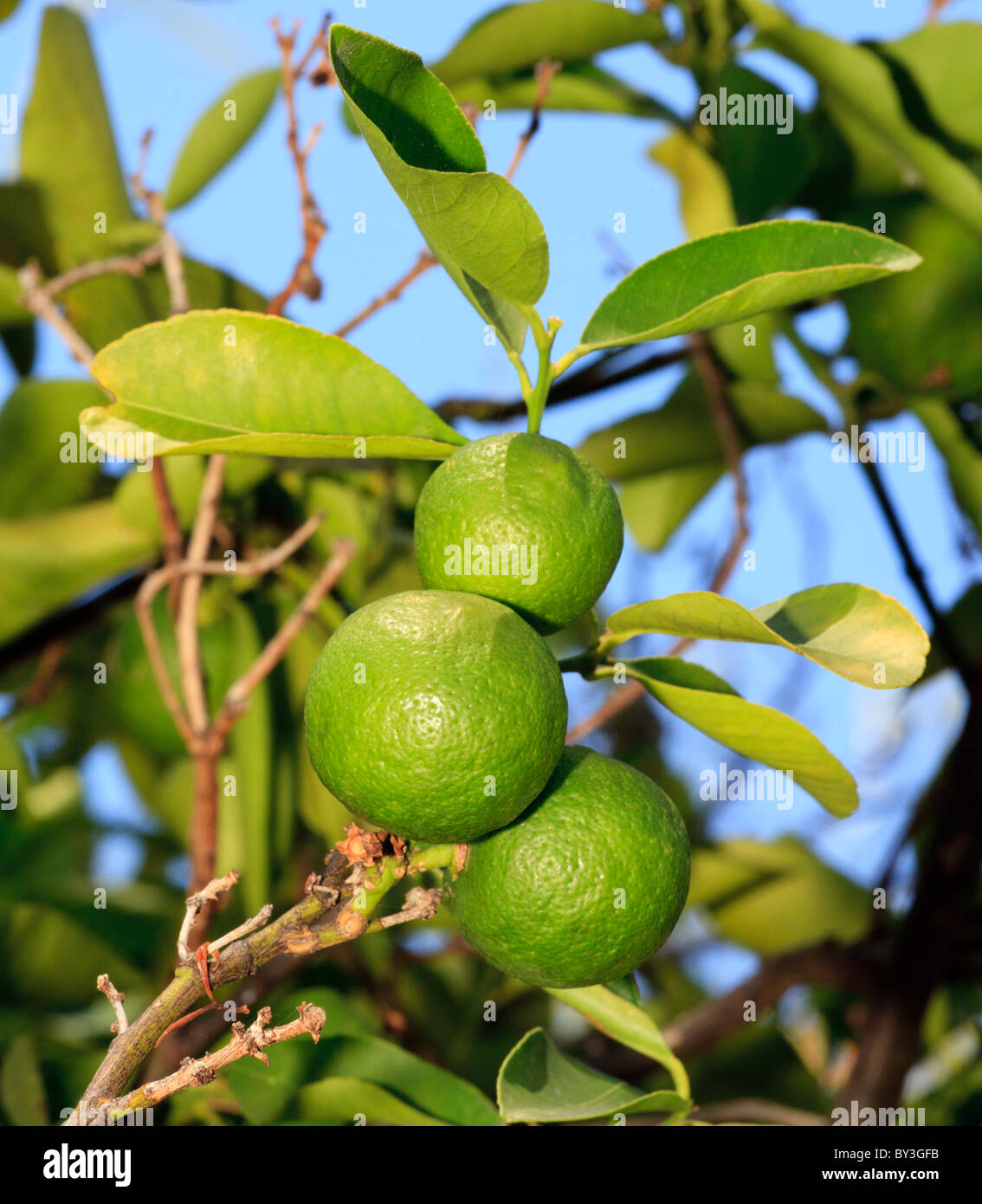Tahitian limes (Citrus latifolia). Also known as the Persian Lime, Tahiti lime and Bearss lime. Stock Photo