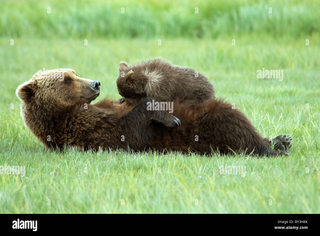 Brownbear sow nursing cub, Kukak Bay, Katmai NP, Alaska Stock Photo