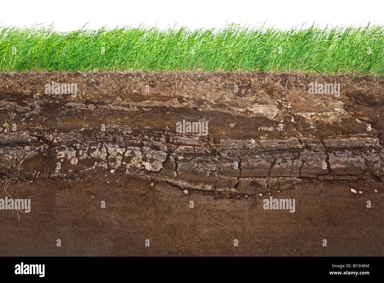 Cross section of green grass and underground soil layers beneath Stock Photo