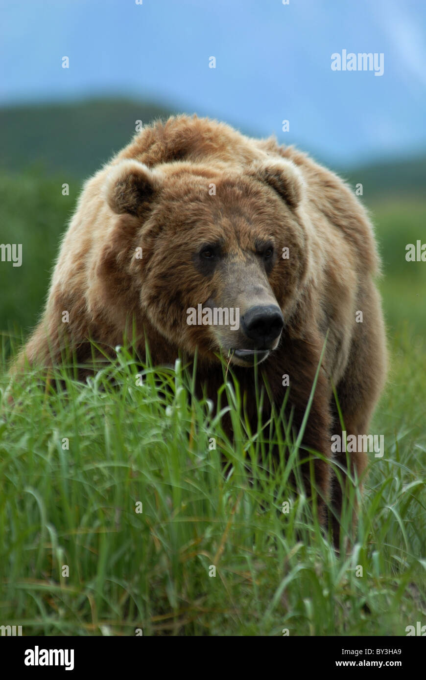 Bownbear standing in sedge grass, Kukak Bay, Katmai National Park, Alaska Stock Photo