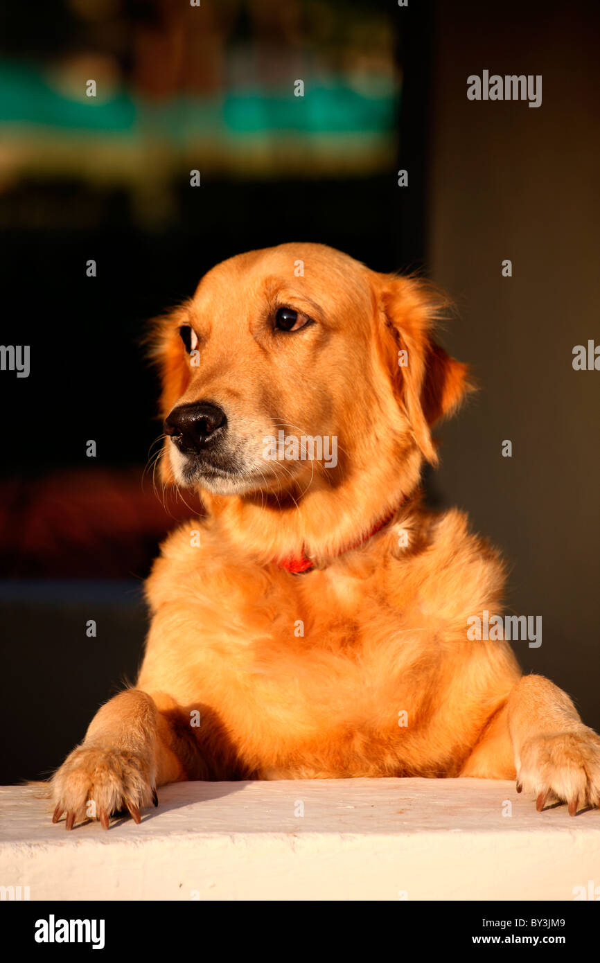 Portrait of a golden retriever dog Stock Photo - Alamy