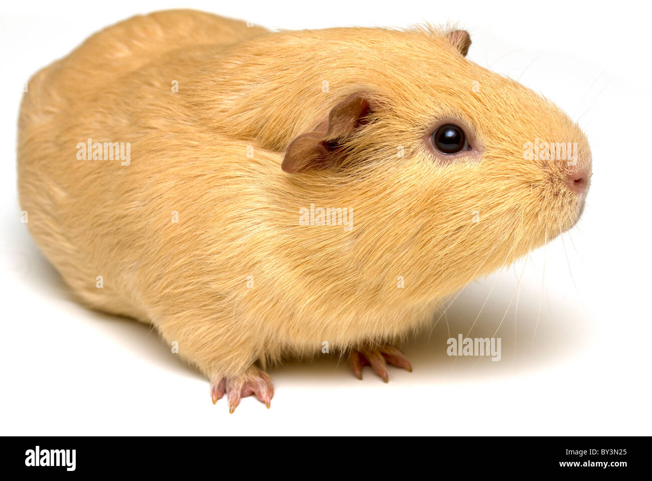 Guinea pig looking up on white background Stock Photo Alamy