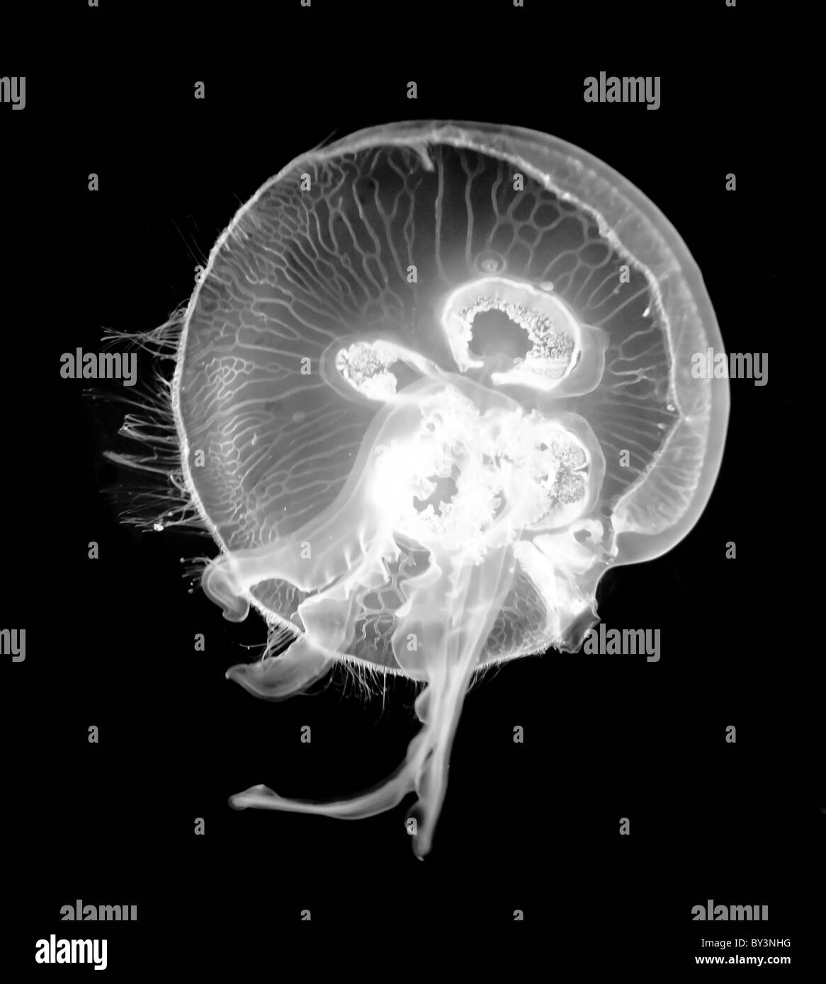 Aurelia aurita (moon jelly, moon jellyfish, common jellyfish, saucer jelly) Stock Photo