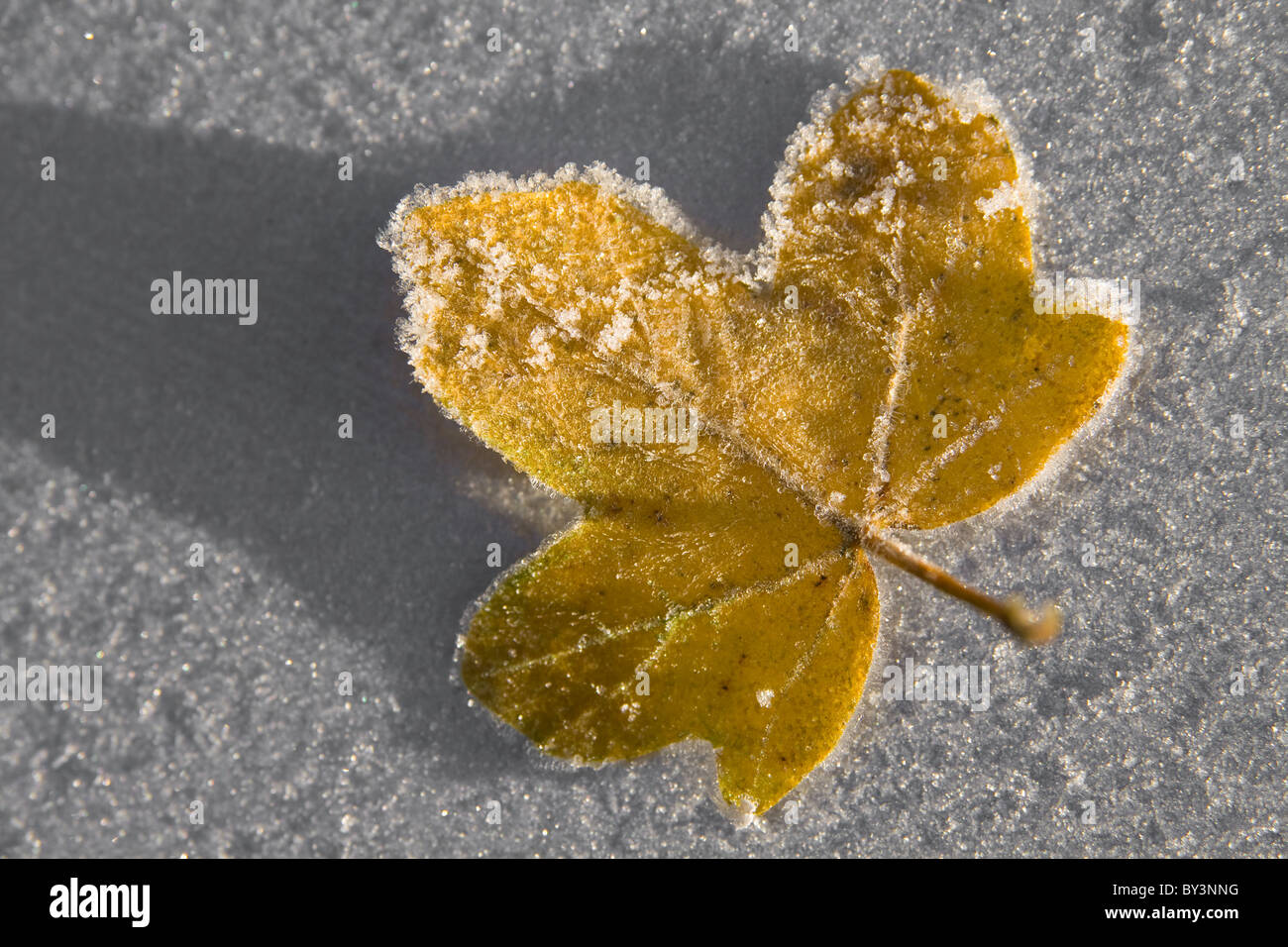 Frosty Winter Yellow Leaf Macro Stock Photo