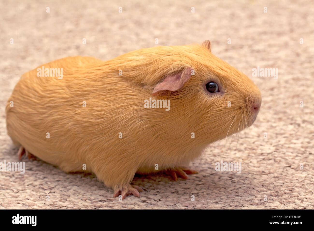 Guinea pig on carpet Stock Photo Alamy