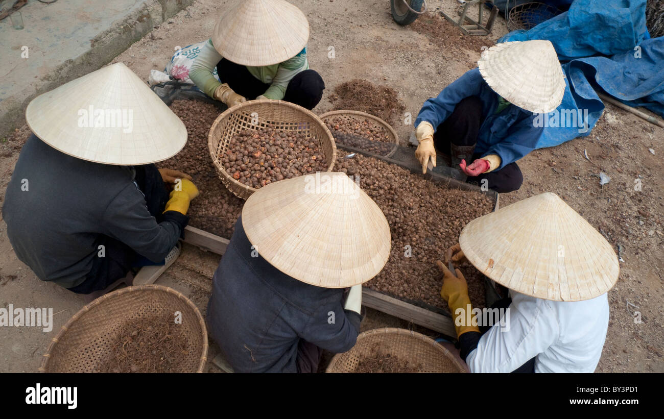 Farm Workers in DaLat, Vietnam Stock Photo
