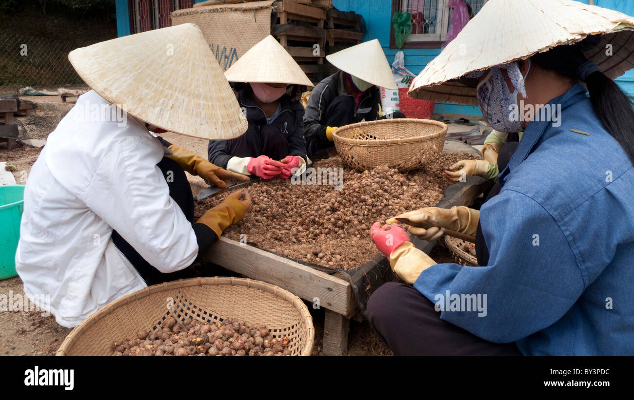 Farm Workers in DaLat, Vietnam Stock Photo