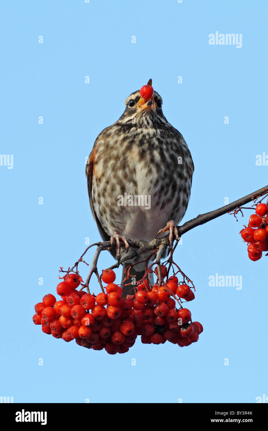 Redwing Turdus iliacus Rowan tree berry berries red eating Stock Photo