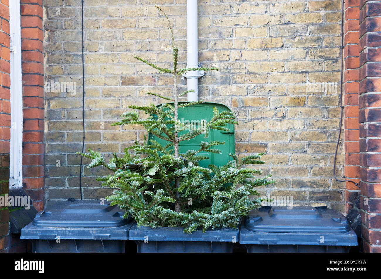 discarded Christmas Tree rubbish trash thrown away Stock Photo Alamy