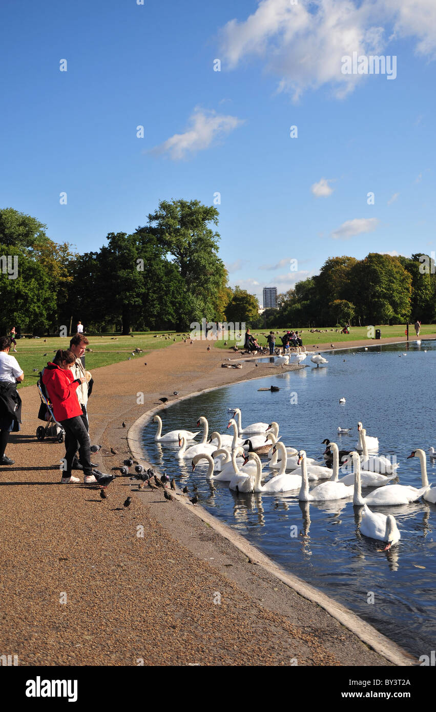 Kensington Gardens, London, UK, people feeding swans. Stock Photo