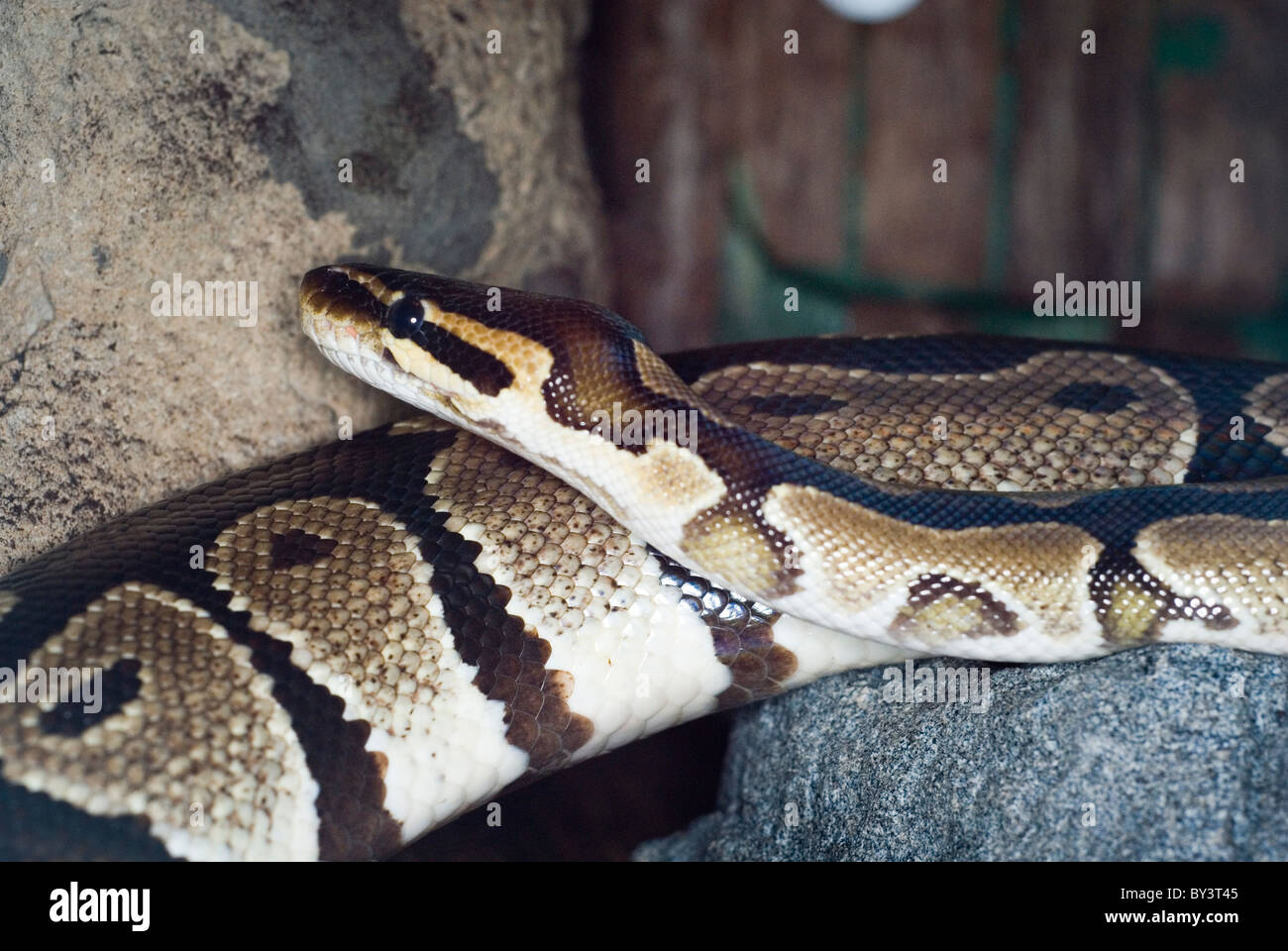 Ball Python or Royal Python, Python regius, Nocturnal Exhibit, Tropical