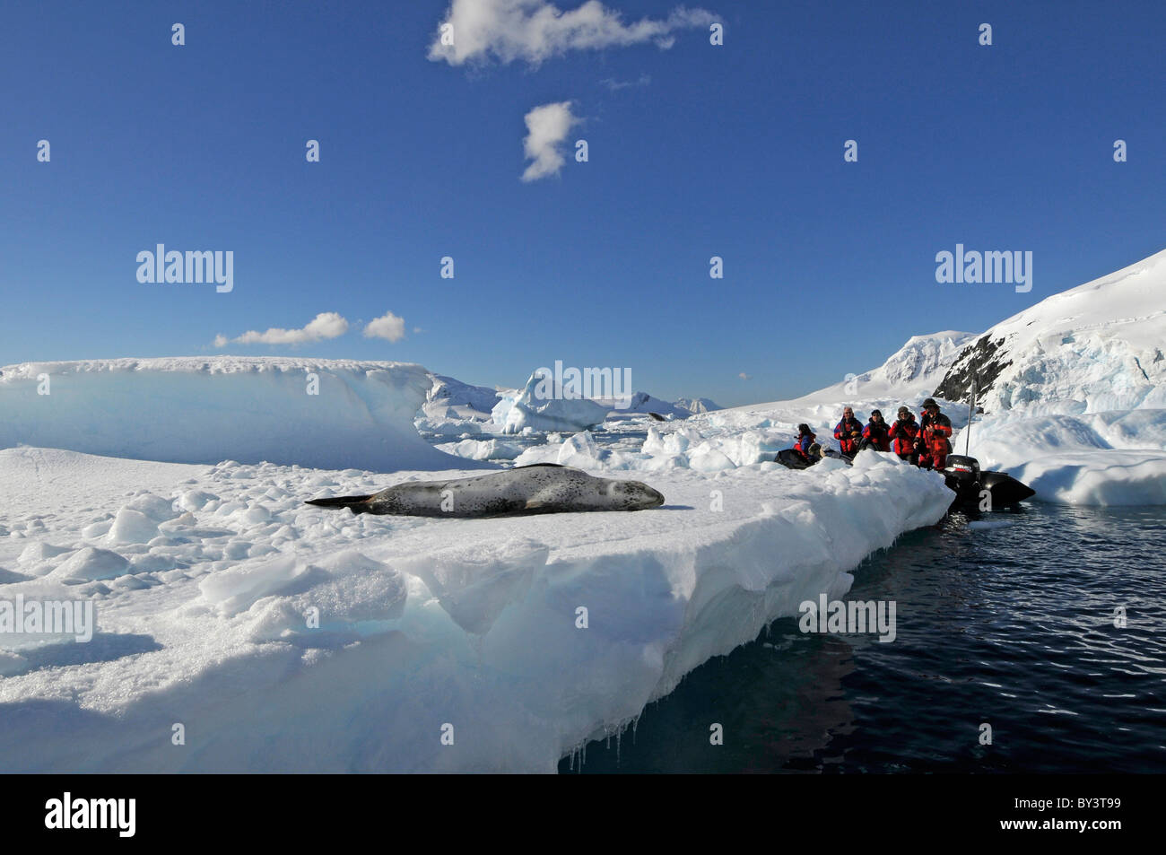 Tourists in zodiac observing a leopard seal Hydruga leptonyx lying on pack ice in Paradise Bay, Antarctic Peninsula, Antarctica Stock Photo