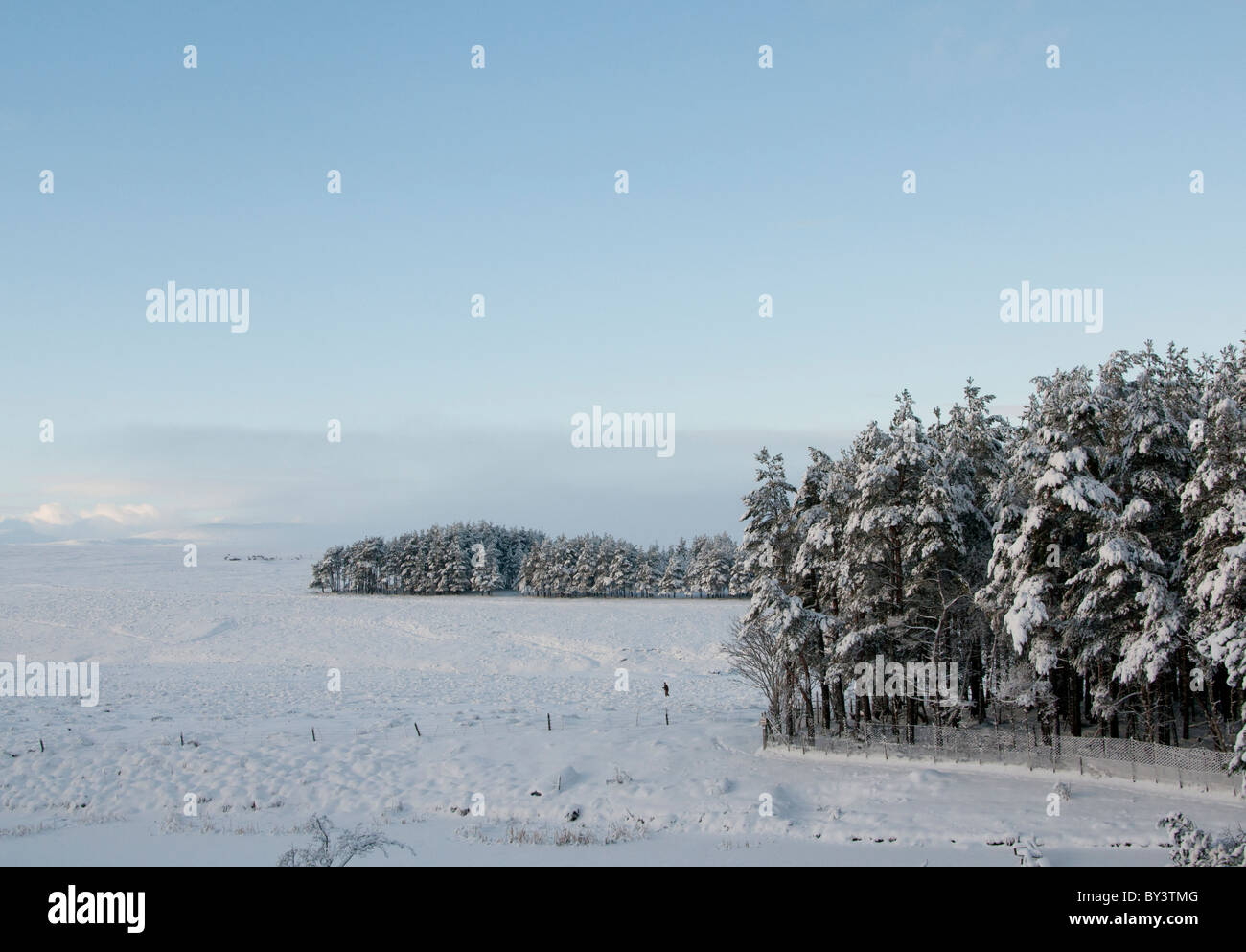 trees in snowy landscape Stock Photo - Alamy