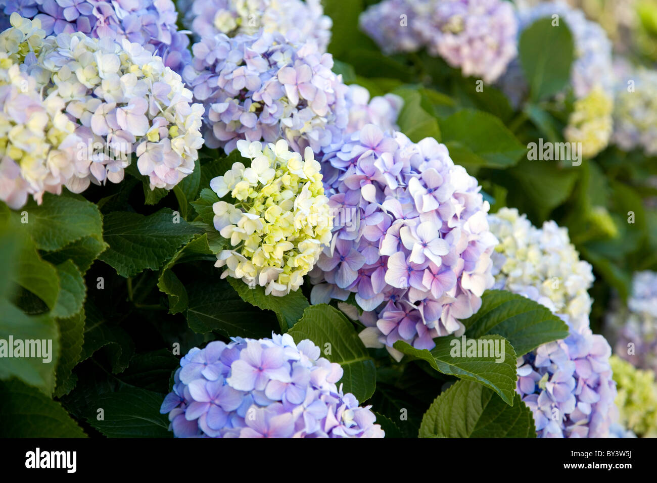 Hydrangea macrophylla lilac hi-res stock photography and images - Alamy
