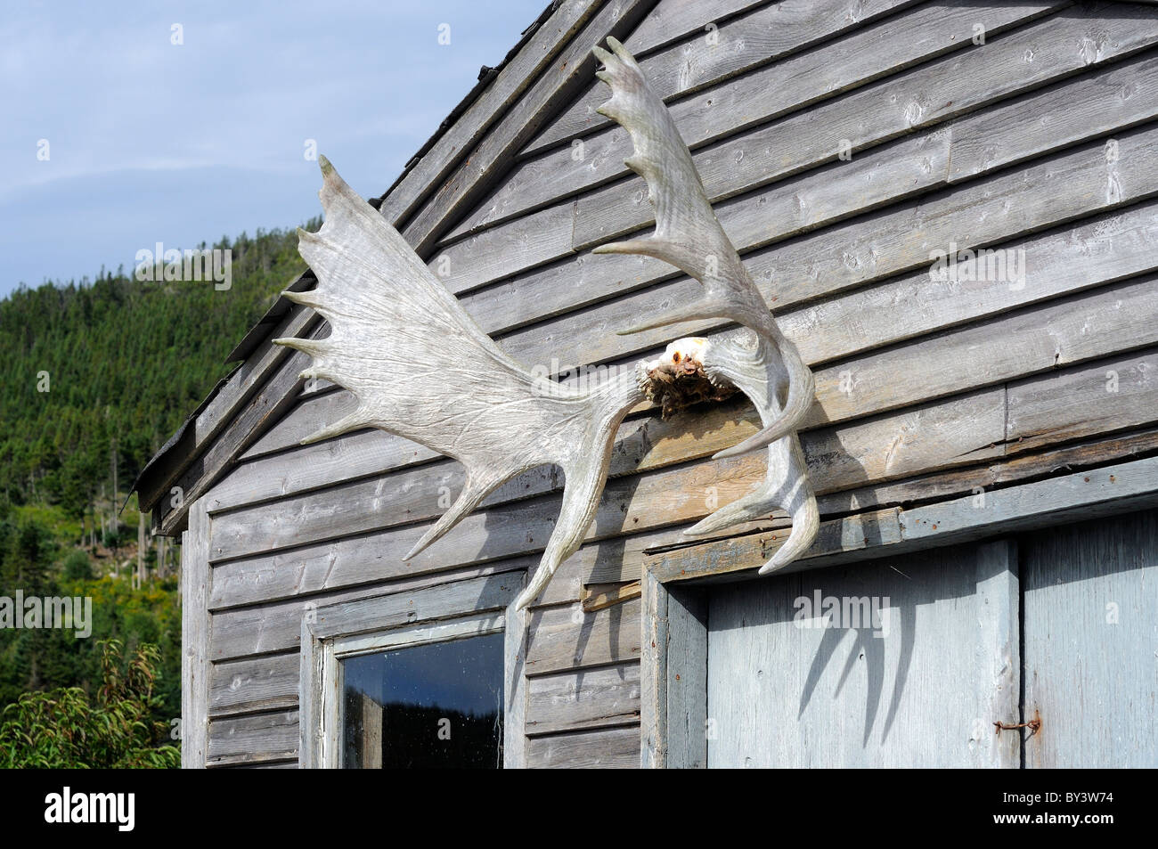 Weathered Moose Antlers Nailed To An Old Shed In Newfoundland Canada Stock Photo