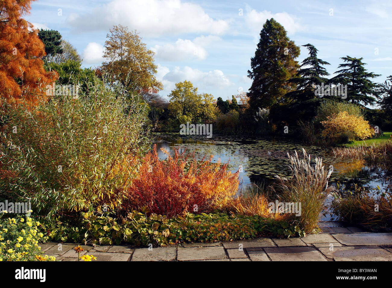 AUTUMN SHRUBS AROUND A GARDEN POND. RHS HYDE HALL ESSEX. UK Stock Photo