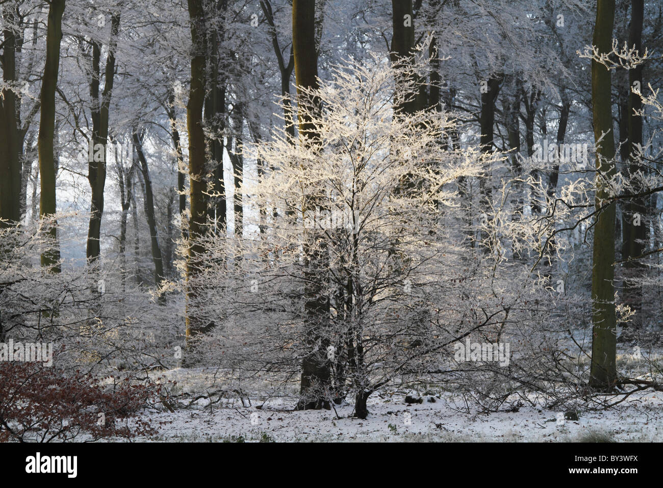 Winter Wonderland frost frosty wood woodland magical tree snow Chilterns Buckinghamshire beech woods Stock Photo