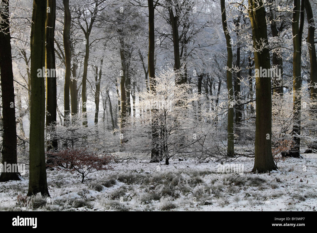 Winter Wonderland frost frosty wood woodland magical tree snow Chilterns Buckinghamshire beech woods Stock Photo