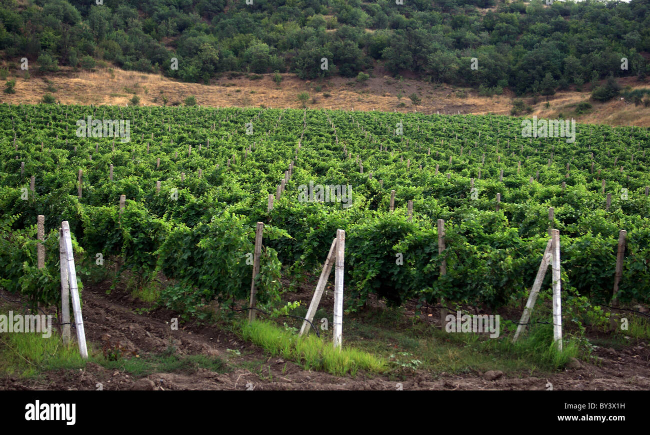 Rolling hills of grape vines in the Alushta, Crimea, Ukraine Stock Photo