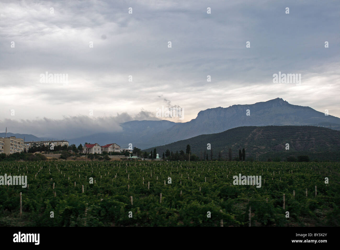 Rolling hills of grape vines in the Alushta, Crimea, Ukraine Stock Photo