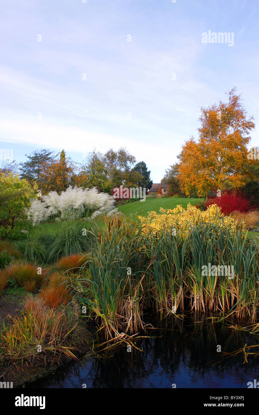 AUTUMN SHRUBS GROWING NEXT TO A GARDEN POND AT RHS HYDE HALL ESSEX UK