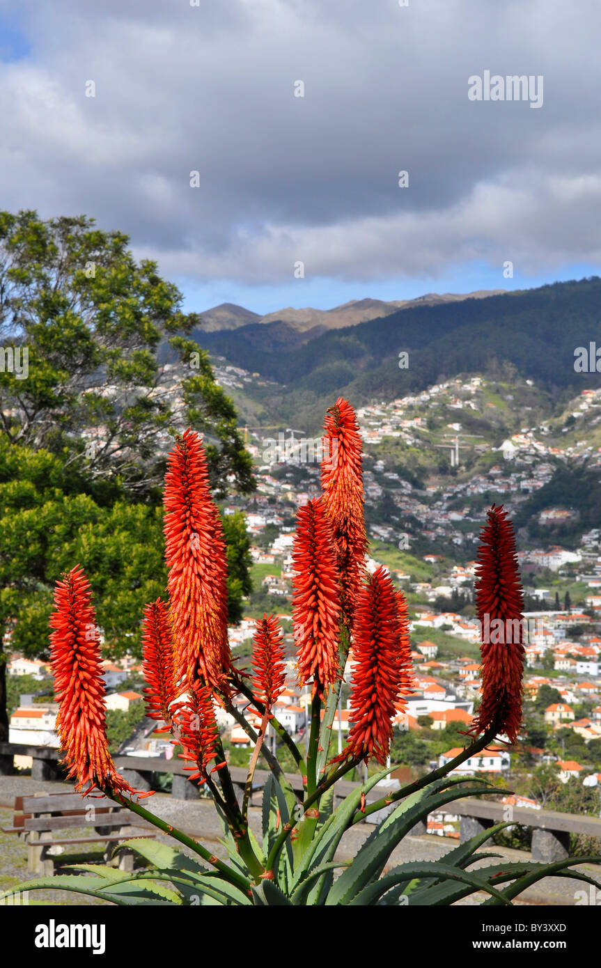 Madeira, Portugal, Funchal, Aussicht vom Pico dos Barcelos 355 m, Aloe - blühend, Madeira, Portugal, Funchal Pico dos Barcelos v Stock Photo