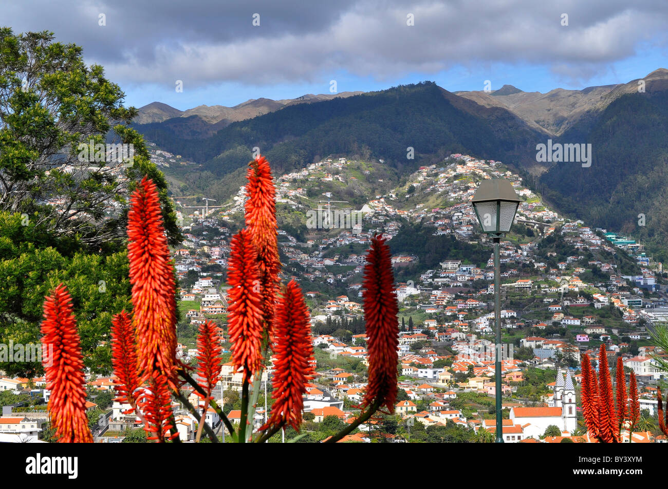 Madeira, Portugal, Funchal, Aussicht vom Pico dos Barcelos 355 m, Aloe - blühend, Madeira, Portugal, Funchal Pico dos Barcelos v Stock Photo